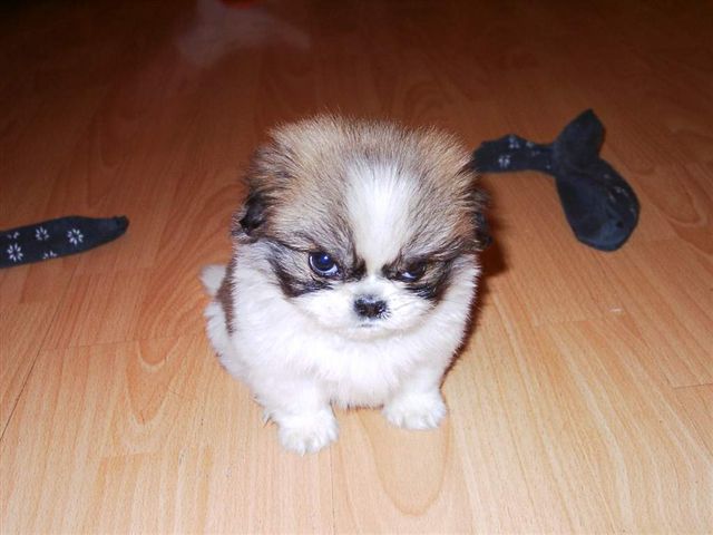 grumpy-pup.jpg